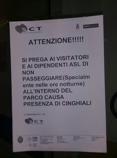 Savona, cinghiali nel parco del San Paolo: un cartello mette in guardia visitatori e dipendenti ASL