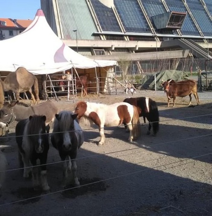 L'attacco del Circo Millennium: "Il comune di Andora non ci vuole ospitare"