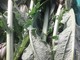 I carciofi di Albenga alla “Prova del Cuoco”