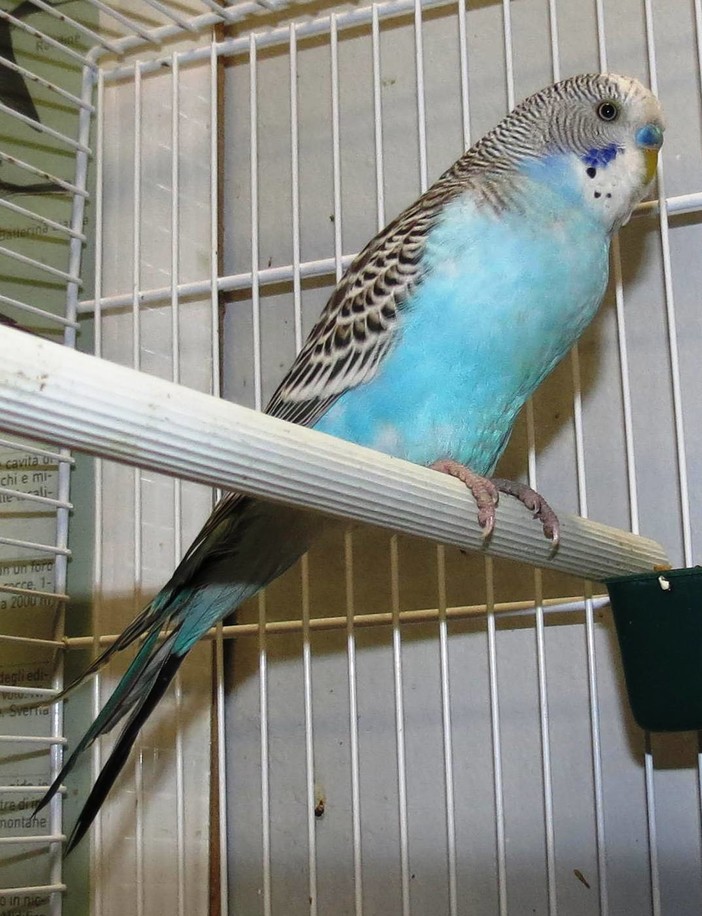 Albenga: cocorita gettata via come spazzatura