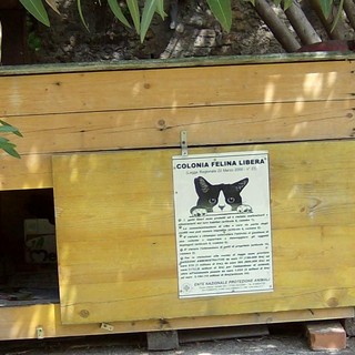 Albenga, cani liberi sterminano tre gatti: è caccia al proprietario