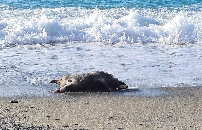 Cinghiale morto a Varazze: l'Istituto Zooprofilattico esclude la positività alla peste suina Cinghiale morto a Varazze: l'Istituto Zooprofilattico esclude la positività alla peste suina
