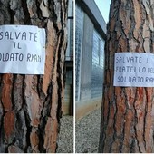 Taglio dei pini nei giardini delle scuole, spuntano due cartelli sugli alberi rimasti: "Salvate il soldato Ryan" Taglio dei pini nei giardini delle scuole, spuntano due cartelli sugli alberi rimasti: "Salvate il soldato Ryan"