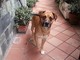 Alassio, chi conosce questo cane? Alassio, chi conosce questo cane?