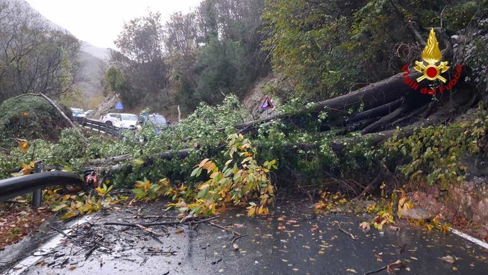 Crolla un albero sulla SS582 a Zuccarello: strada riaperta
