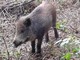 Il 1° ottobre al via la caccia al cinghiale, OSA: "Non è la soluzione alla peste suina, ma la causa"