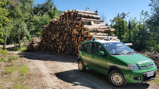 Controlli dei carabinieri forestali nei boschi della Val Bormida: oltre 6000 euro di sanzioni a Cosseria Controlli dei carabinieri forestali nei boschi della Val Bormida: oltre 6000 euro di sanzioni a Cosseria