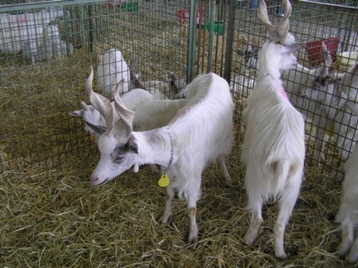 Albenga: casi di Scrapie della famiglia dell’encefalopatia spongiforme quelli accertati in due allevamenti