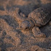 Foto dalla pagina Facebook di Delfini del Ponente Aps Foto dalla pagina Facebook di Delfini del Ponente Aps