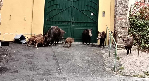 Savona, cinghiali in Corso Ricci. OSA e PAI: "Basta abbattimenti, servono misure strutturali e prevenzione" Savona, cinghiali in Corso Ricci. OSA e PAI: "Basta abbattimenti, servono misure strutturali e prevenzione"