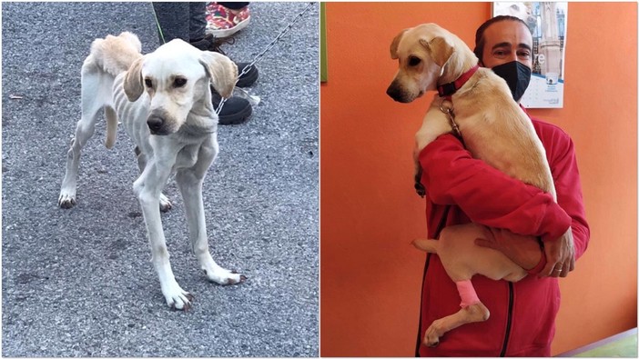 Cagnolina abbandonata nel bosco a Roccavignale: Lea sta bene, ora vive in un bellissimo posto circondata da amore e coccole Cagnolina abbandonata nel bosco a Roccavignale: Lea sta bene, ora vive in un bellissimo posto circondata da amore e coccole