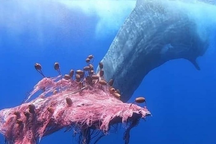 Santuario Pelagos, OSA e PAI: "Non chiamatelo così, perché non lo è"