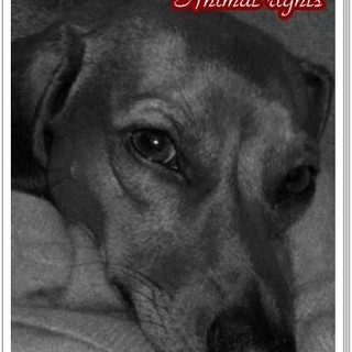 Animali contesi in caso di eredita' o separazione?