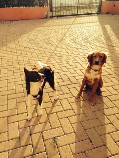 I due cani in attesa di essere adottati