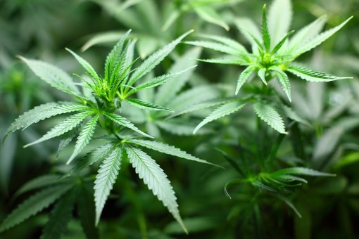 Come scegliere i semi della cannabis in base alle loro caratteristiche
