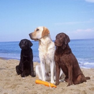 Noli sempre più "dog friendly": arriva la seconda spiaggia libera aperta agli animali