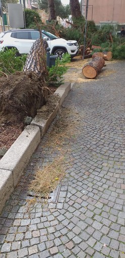 Celle Ligure: pini pericolanti a causa del maltempo Celle Ligure: pini pericolanti a causa del maltempo