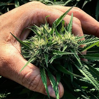 Pastorino e Battistini sulle scorte di cannabis medica esaurite in Liguria: "Giunta inerte" Pastorino e Battistini sulle scorte di cannabis medica esaurite in Liguria: "Giunta inerte"