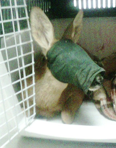 Scontro tra un’auto ed un capriolo su una strada di Urbe Scontro tra un’auto ed un capriolo su una strada di Urbe