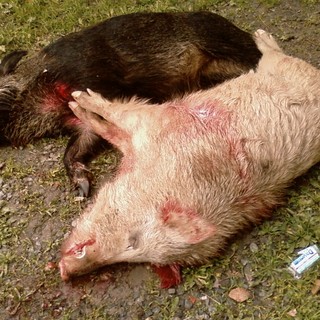 Caccia al cinghiale, i Verdi "E' sport o businnes?"