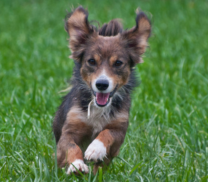 "La fa lui ma è tua!": il consiglio comunale giovanile di Carcare lancia una campagna per sensibilizzare i padroni dei cani