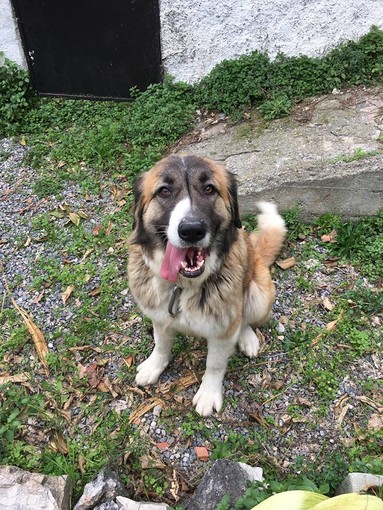 Ranzi: l'appello per trovare il proprietario di questa cagnolina Ranzi: l'appello per trovare il proprietario di questa cagnolina