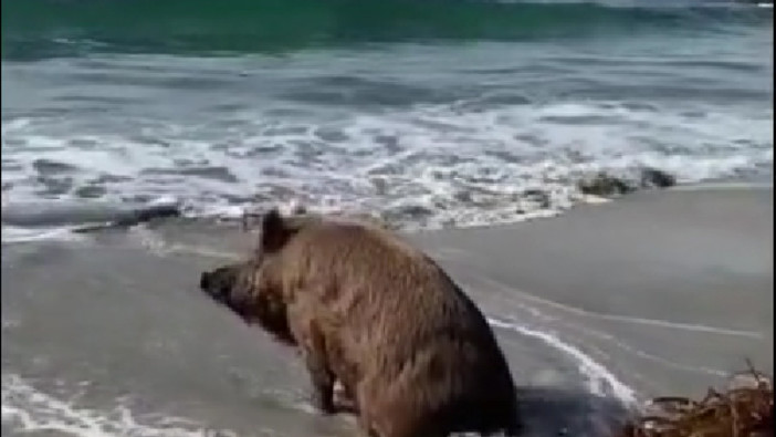 Il mare d'inverno e il cinghiale pensieroso. L'immagine dal Golfo dell'Isola (VIDEO) Il mare d'inverno e il cinghiale pensieroso. L'immagine dal Golfo dell'Isola (VIDEO)