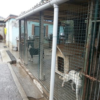 Il canile di Finale é "più veloce della luce": senza corrente, lo stabile continua a non essere consegnato