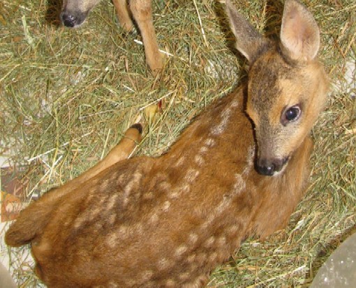 Comincia davvero male questo 2015 per la fauna selvatica, secondo la Protezione Animali savonese Comincia davvero male questo 2015 per la fauna selvatica, secondo la Protezione Animali savonese