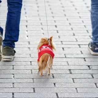 Albenga contro le deiezioni canine: via alla campagna di sensibilizzazione &quot;Lui è un signore. Il maleducato è chi non raccoglie&quot;