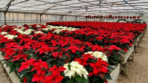 Dpcm: con l'ok alla vendita di piante e fiori in prefestivi e festivi, via libera agli acquisti degli alberi e delle Stelle di Natale "Made in Liguria" Dpcm: con l'ok alla vendita di piante e fiori in prefestivi e festivi, via libera agli acquisti degli alberi e delle Stelle di Natale "Made in Liguria"