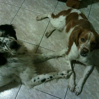 Stella, dispersi due cani da caccia: l'appello del proprietario