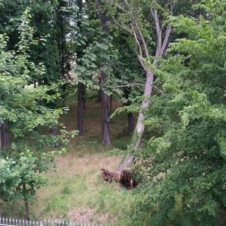 Cairo: albero crolla per il forte vento nel parco di Villa De Mari, casa "graziata"
