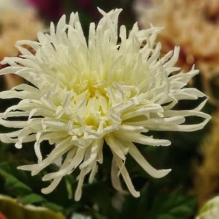 Foglie dorate per terra e nebbia al mattino: benvenuto novembre