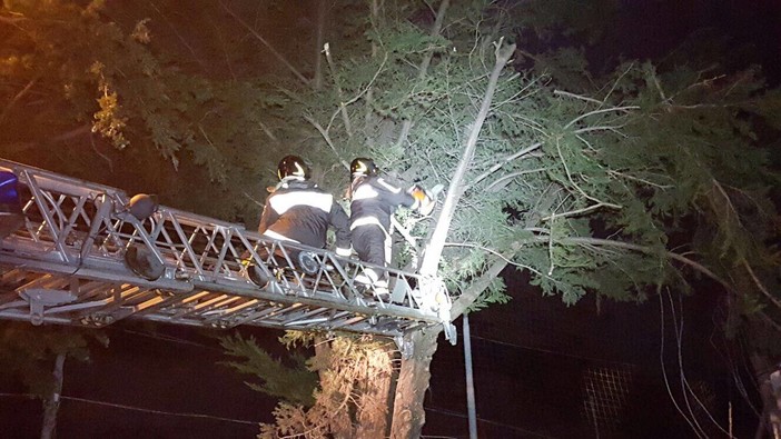 Andora: cipresso pericolante, messa in sicurezza nella notte