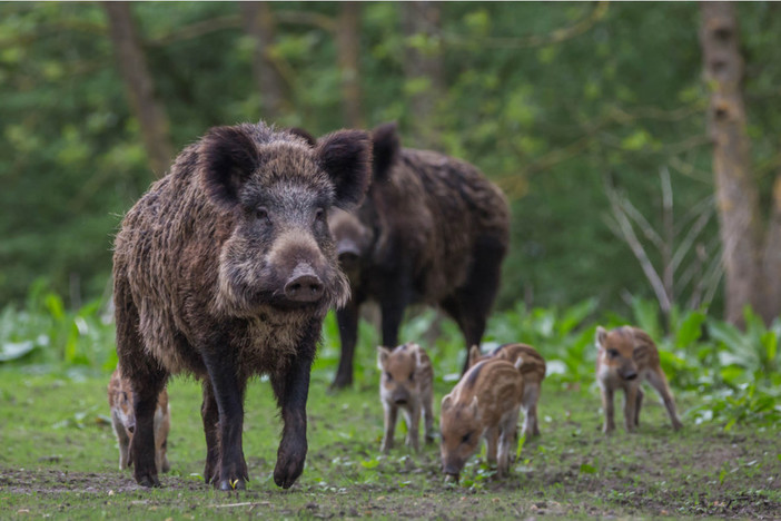 Savona, cinghiali abbattuti in centro città: LNDC Animal Protection scrive alla Regione