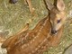 Comincia davvero male questo 2015 per la fauna selvatica, secondo la Protezione Animali savonese Comincia davvero male questo 2015 per la fauna selvatica, secondo la Protezione Animali savonese