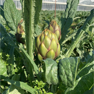 Il registro De-Co Albenga si arricchisce di un nuovo iscritto: Vio Andrea può usare il marchio sui carciofi Il registro De-Co Albenga si arricchisce di un nuovo iscritto: Vio Andrea può usare il marchio sui carciofi