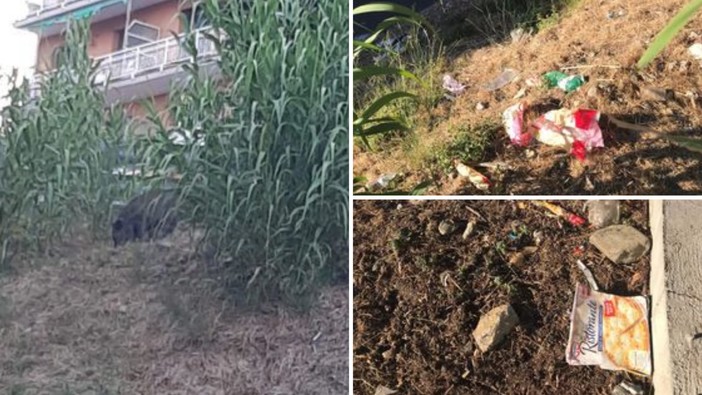 Albissola, branco di cinghiali punta mamma e figlia uscite dal supermercato: "Situazione scappata di mano" (FOTO)