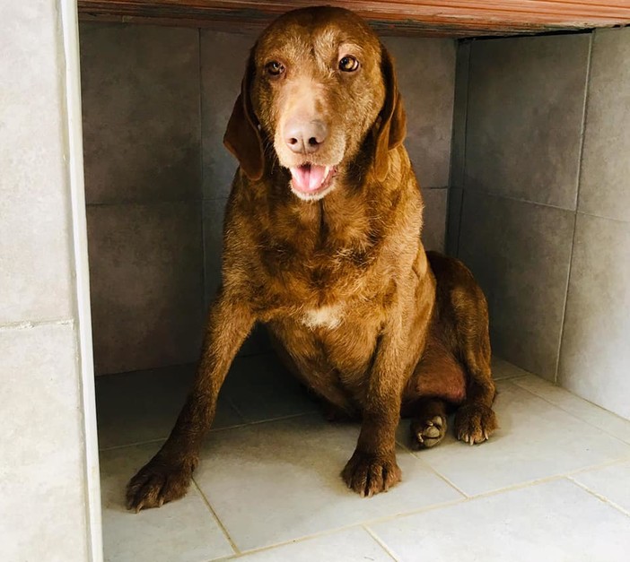 Casanova Lerrone: trovato cane femmina in un dirupo. Salvata ora si cerca il padrone Casanova Lerrone: trovato cane femmina in un dirupo. Salvata ora si cerca il padrone
