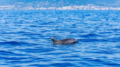 Tutela dei mammiferi marini, ecco il progetto Claps: coinvolte l'Area Marina Protetta Isola di Bergeggi e Menkab