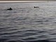 I delfini &quot;salutano&quot; la Guardia Costiera a Savona (FOTO e VIDEO)