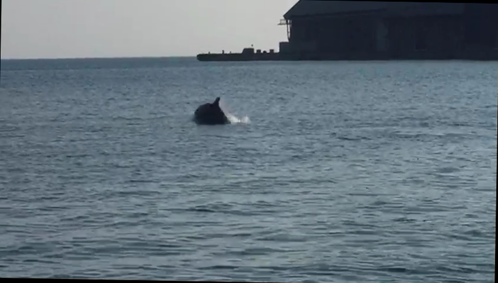 Savona, due delfini “danzano” all’imboccatura del porto (VIDEO) Savona, due delfini “danzano” all’imboccatura del porto (VIDEO)