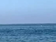 Lo spettacolo della natura, delfini avvistati a pochi metri dalla riva Lo spettacolo della natura, delfini avvistati a pochi metri dalla riva