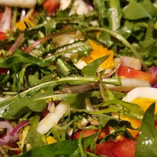 In foto il tarassaco, ma anche dente di leone, ottimo in insalata