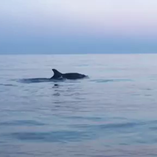 Varigotti: avvistato un branco di delfini 'Tursiopi' a 300 metri da riva