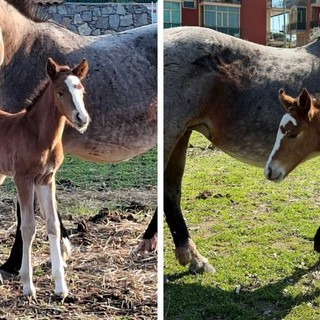 Borghetto S.S., è nato Despacito: il puledro simbolo del progetto green che conquista il paese