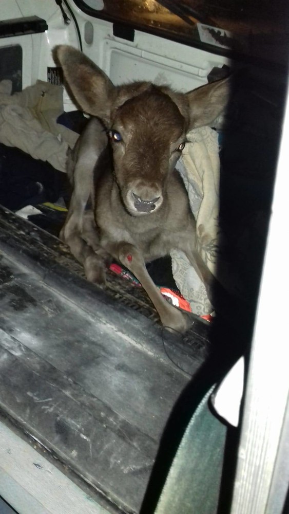 Daino investito a Cisano sul Neva, soccorso dai volontari di Accademia Kronos Daino investito a Cisano sul Neva, soccorso dai volontari di Accademia Kronos