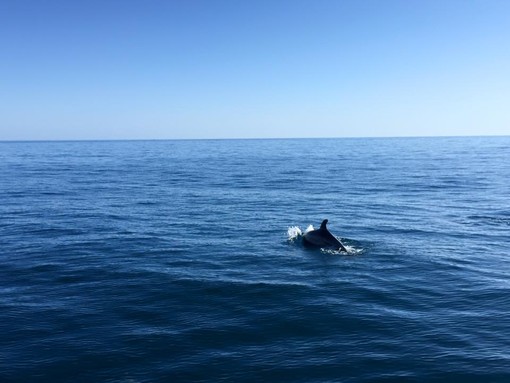 Cartolina dal mar Ligure: avvistati trenta delfini davanti a Varigotti