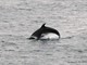 Avvistato branco di delfini davanti a Punta Crena a Varigotti